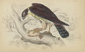 1835 Antique Art Biology Bird Birds Classification