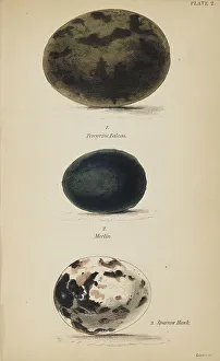 Eggs Prints: 1835 Antique Art Biology Bird Birds Classification