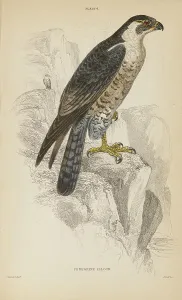 Falcon Prints: 1835 Antique Art Biology Bird Birds Classification