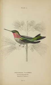 Hummingbird Prints: 1835 Antique Art Biology Bird Birds Classification