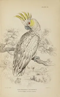 Leer Prints: 1835 Antique Art Biology Bird Birds Classification