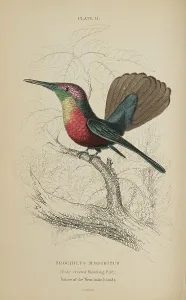 Hummingbird Prints: 1835 Antique Art Biology Bird Birds Classification