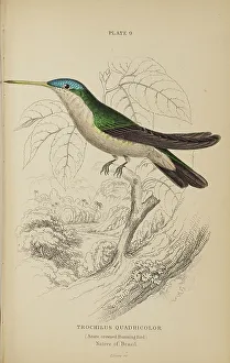 Hummingbird Prints: 1835 Antique Art Biology Bird Birds Classification