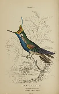 Hummingbird Prints: 1835 Antique Art Biology Bird Birds Classification