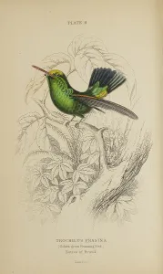 Hummingbird Prints: 1835 Antique Art Biology Bird Birds Classification