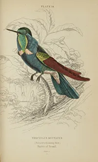 Hummingbird Prints: 1835 Antique Art Biology Bird Birds Classification