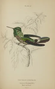 Hummingbird Prints: 1835 Antique Art Biology Bird Birds Classification