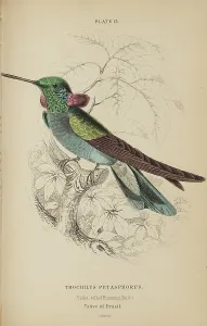 Hummingbird Prints: 1835 Antique Art Biology Bird Birds Classification