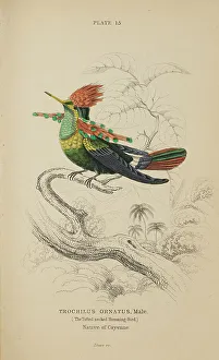 Hummingbird Prints: 1835 Antique Art Biology Bird Birds Classification