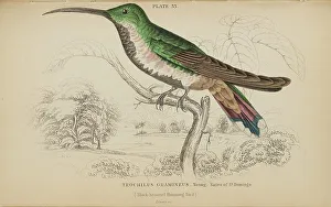 Hummingbird Prints: 1835 Antique Art Biology Bird Birds Classification