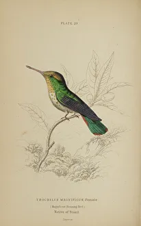 Hummingbird Prints: 1835 Antique Art Biology Bird Birds Classification