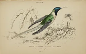 Hummingbird Prints: 1835 Antique Art Biology Bird Birds Classification