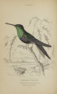 Violet Prints: 1835 Antique Art Biology Bird Birds Classification