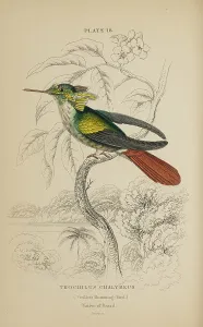 Hummingbird Prints: 1835 Antique Art Biology Bird Birds Classification