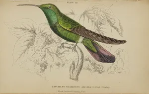 Hummingbird Prints: 1835 Antique Art Biology Bird Birds Classification