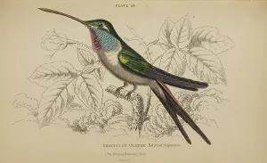 Hummingbird Prints: 1835 Antique Art Biology Bird Birds Classification