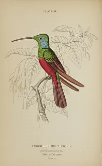 Hummingbird Prints: 1835 Antique Art Biology Bird Birds Classification