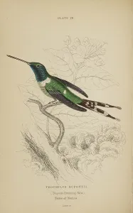 Hummingbird Prints: 1835 Antique Art Biology Bird Birds Classification