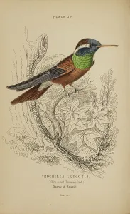 Hummingbird Prints: 1835 Antique Art Biology Bird Birds Classification