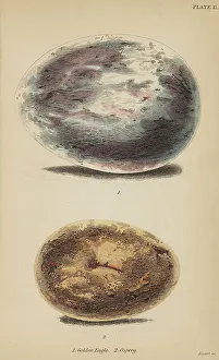Eggs Prints: 1835 Antique Art Biology Bird Birds Classification