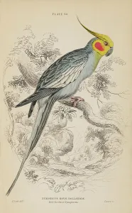 1835 Antique Art Biology Bird Birds Classification