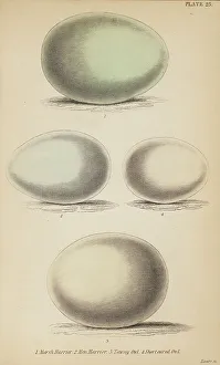 Eggs Prints: 1835 Antique Art Biology Bird Birds Classification