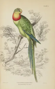 Parakeet Prints: 1835 Antique Art Biology Bird Birds Classification