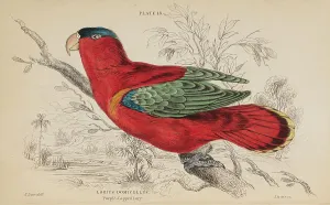 1835 Antique Art Biology Bird Birds Classification