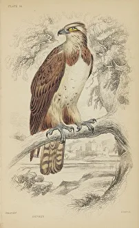 Osprey Prints: 1835 Antique Art Biology Bird Birds Classification