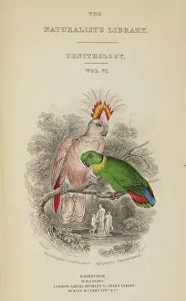 Title Prints: 1835 Antique Art Biology Bird Birds Classification