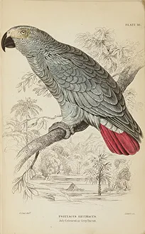 Parrot Prints: 1835 Antique Art Biology Bird Birds Classification