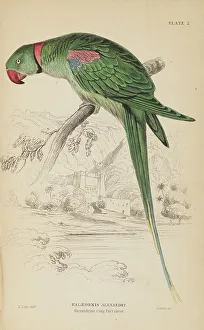 1835 Antique Art Biology Bird Birds Classification