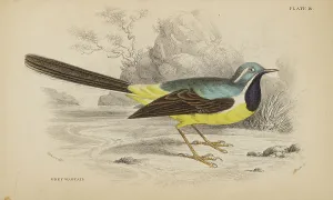 Trochilus Gramineus Prints: 1835 Antique Art Biology Bird Birds Classification