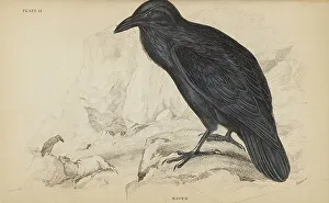 Trochilus Gramineus Prints: 1835 Antique Art Biology Bird Birds Classification