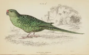 Parrot Prints: 1835 Antique Art Biology Bird Birds Classification