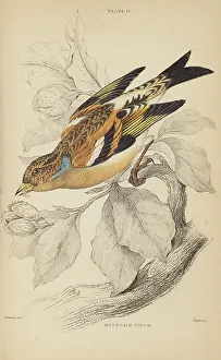 Trochilus Gramineus Prints: 1835 Antique Art Biology Bird Birds Classification