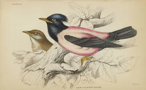 Trochilus Gramineus Prints: 1835 Antique Art Biology Bird Birds Classification