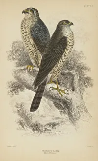 Sparrow Prints: 1835 Antique Art Biology Bird Birds Classification