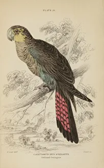 1835 Antique Art Biology Bird Birds Classification