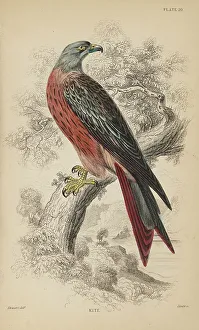 Kite Prints: 1835 Antique Art Biology Bird Birds Classification