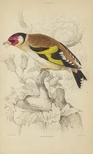 Trochilus Gramineus Prints: 1835 Antique Art Biology Bird Birds Classification
