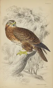 Buzzard Prints: 1835 Antique Art Biology Bird Birds Classification