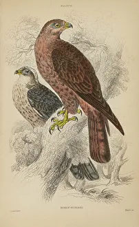Honey Prints: 1835 Antique Art Biology Bird Birds Classification