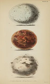 Eggs Prints: 1835 Antique Art Biology Bird Birds Classification