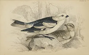 Hiresdigitized Prints: 1835 Antique Art Biology Bird Birds Classification