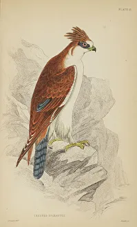 Hiresdigitized Prints: 1835 Antique Art Biology Bird Birds Classification