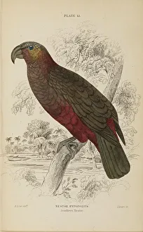 Hiresdigitized Prints: 1835 Antique Art Biology Bird Birds Classification