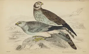 Hiresdigitized Prints: 1835 Antique Art Biology Bird Birds Classification