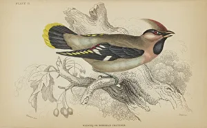 Bohemian Prints: 1835 Antique Art Biology Bird Birds Classification