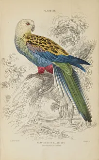 Hiresdigitized Prints: 1835 Antique Art Biology Bird Birds Classification